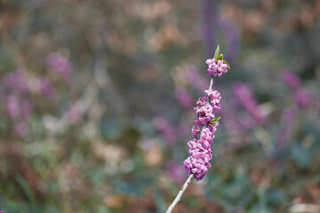 Wild daphne blooms in the forest. Pink flowers of a poisonous plant with a pleasant smell.