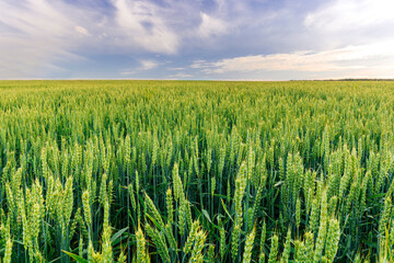 Scenic view at beautiful spring day in a wheaten shiny field with golden wheat and sun rays, deep blue cloudy sky and rows leading far away, valley landscape