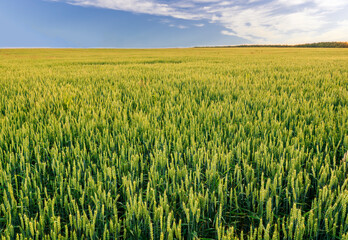 Naklejka premium Scenic view at beautiful spring day in a wheaten shiny field with golden wheat and sun rays, deep blue cloudy sky and rows leading far away, valley landscape