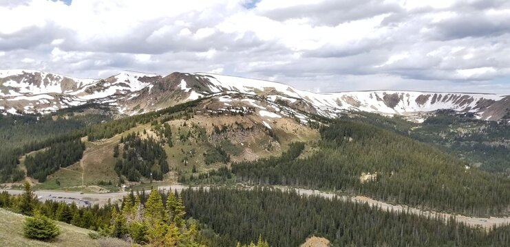Lichen, Moss, Grass and Wild Flowers Growing and blooming on Snowy Colorado Mountain Trail in Sunlight