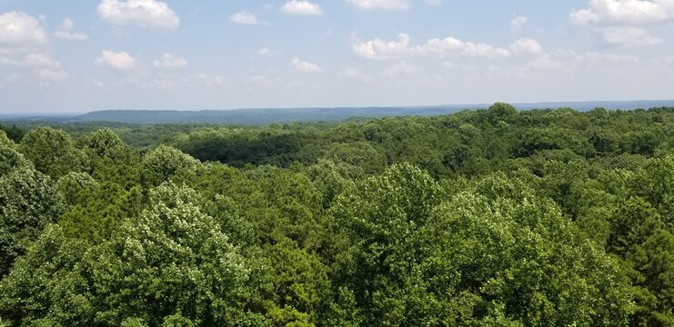 Lush Green Forests of Indiana with Leaves, Mushrooms, Trees and Moss