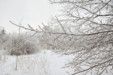 Close-up of ice-covered birch branch after a winter ice storm.