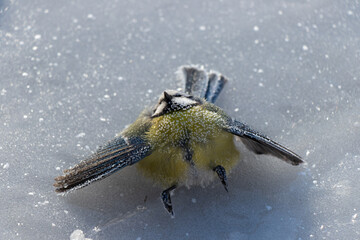 A blue tit death and lies on the cold ice. Frozen bird. The cold of winter.