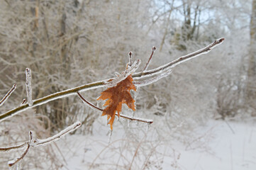 Oak leaf covered with ice on a tree branch after a frozen rain
