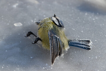 A blue tit death and lies on the cold ice. Frozen bird. The cold of winter.