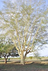 Fever Tree in Africa