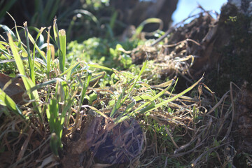 closeup of plants on ground