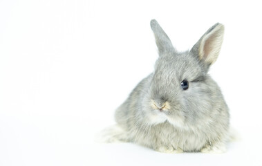 Grey baby rabbit on a white background copy space