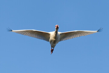 White Ibis in Flight