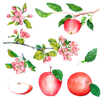a large set of watercolor images of apples, branches with apples, apple blossoms