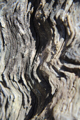 closeup of tree texture