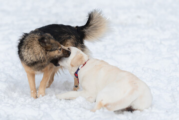 Labrador and mongrel play in the snow and the mongrel's mouth is open