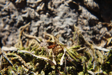 ant carrying food across mossy root