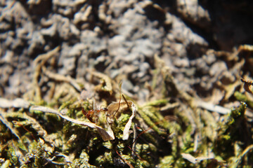 ant carrying food across mossy root