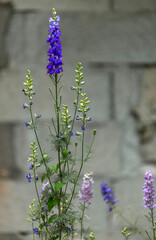 Dauphinelle en fleur à Ceyzérieu, Ain, France © Jorge Alves