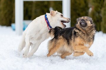 Labrador and mongrel run in the snow chasing each other