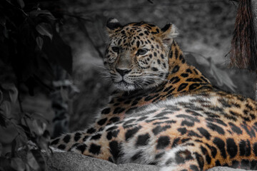 Animals © danielgserra