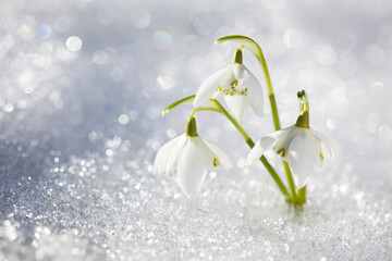 Snowdrop flowers in the snow background, selective focus, blur, sunlight. Сard for the holidays in March.