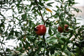 A pomegranate