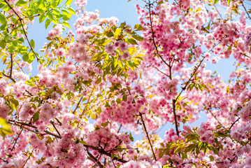 sakura blooms. sakura flowers in the sun on a warm spring day. beautiful nature background.