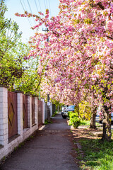  cars parked in the city near the trees on a spring day.