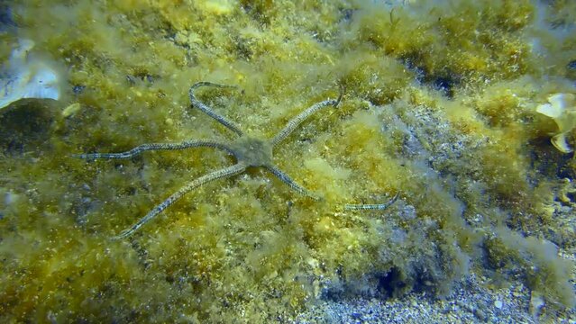 Brittle Star (Ophiopsila annulosa) is crawling along seabed overgrown with brown algae. Mediterranean.