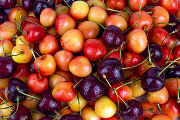 Red sweet cherry and yellow rainier cherries background.