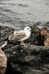 seagull on the rocks