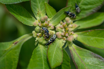 Beetle black and yellow on a leaf
