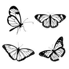 Butterfly Vector
