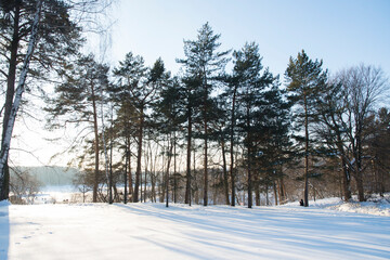 Coniferous trees in a park in sunny water day
