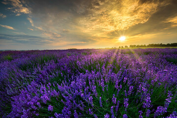 Fototapeta na wymiar Beautiful summer sunset over lavender field