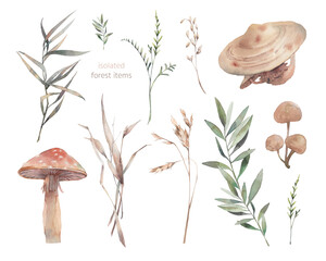 Watercolor collection: mushrooms, tree branches, plants. Woodland illustrations isolated on white background