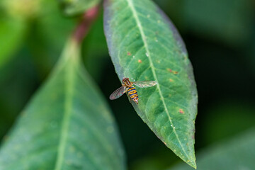 fly on leaf