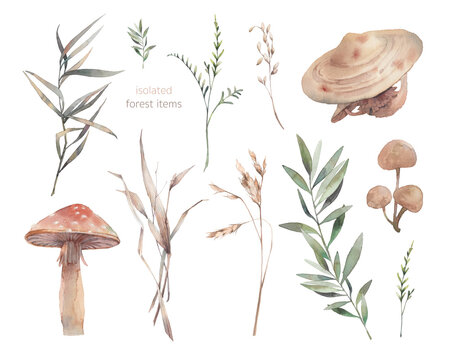 Watercolor collection: mushrooms, tree branches, plants. Woodland illustrations isolated on white background