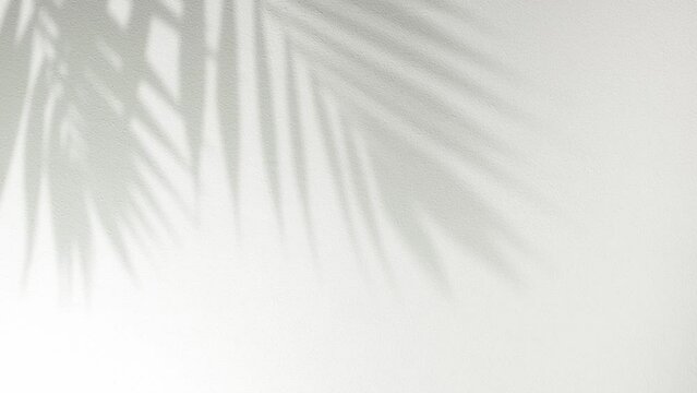 Summer concept. Shadow of tropical palm leaf against white wall. Abstract background with natural palm leaves, sunny blurred shadow. Template for your design, mockup, presentation