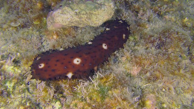 Undersea scene: The brightly colored Variable Sea Cucumber (Holothuria sanctori) slowly creeps along the rocky bottom covered with algae.