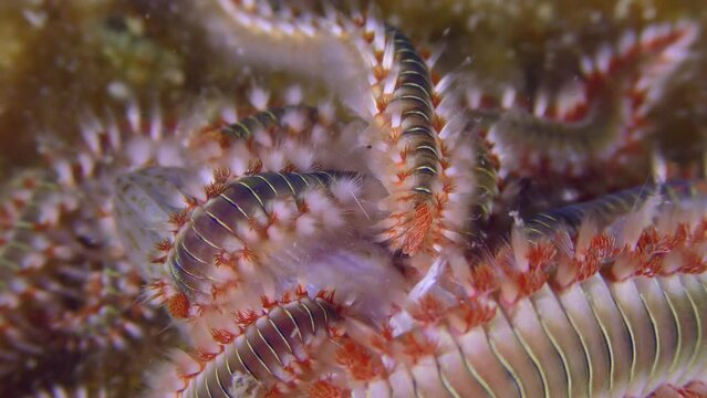 Marine life: For a few minutes, Bearded fireworm (Hermodice carunculata) attracts the smell of dead fish, covers it with a continuous layer, close-up.