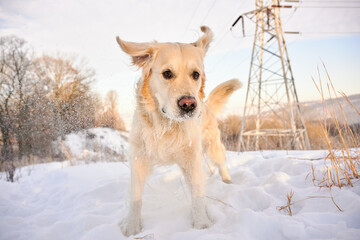 PITTSBURGH, PA, USA - JANUARY 31st 2022: A 5-year old male Golden Retriever dog is playing and running around on the hills of Western Pennsylvania. The winter forest is covered in sunlit snow powder.