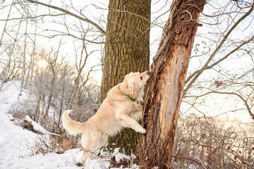 PITTSBURGH, PA, USA - JANUARY 31st 2022: A 5-year old male Golden Retriever dog is playing and...