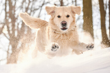 Fototapeta na wymiar PITTSBURGH, PA, USA - JANUARY 31st 2022: A 5-year old male Golden Retriever dog is playing and running around on the hills of Western Pennsylvania. The winter forest is covered in sunlit snow powder.
