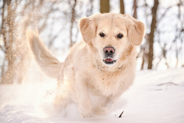 PITTSBURGH, PA, USA - JANUARY 31st 2022: A 5-year old male Golden Retriever dog is playing and running around on the hills of Western Pennsylvania. The winter forest is covered in sunlit snow powder.
