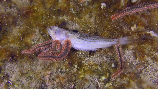 Marine life: All new Bearded fireworms (Hermodice carunculata) crawl to the body of the dead fish, attracted by its scent from a distance of several meters.