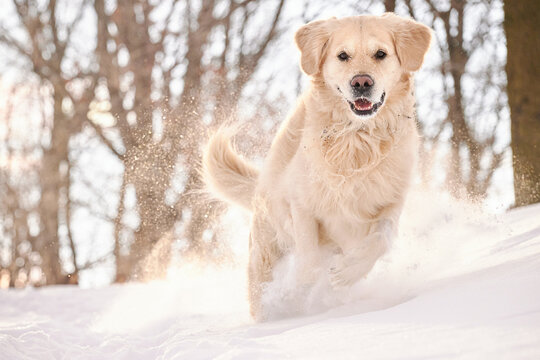 PITTSBURGH, PA, USA - JANUARY 31st 2022: A 5-year old male Golden Retriever dog is playing and running around on the hills of Western Pennsylvania. The winter forest is covered in sunlit snow powder.