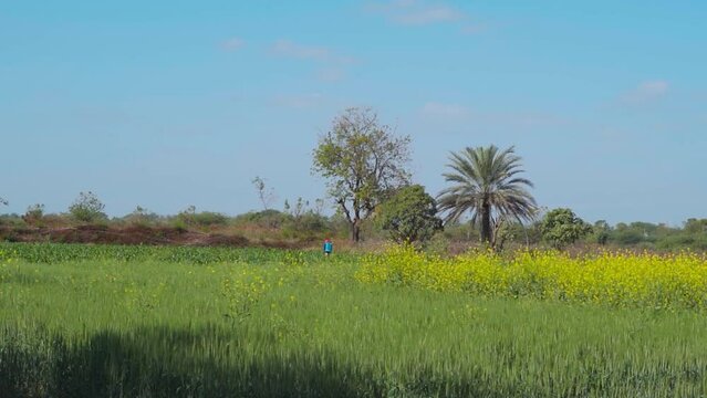 Farm of wheat crop with mustard flowers in rural India. Green farmland with blue sky in summer. Agriculture field and organic farming. Nature landscape. At Mandvi, Kutch, India.