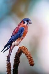 Bird-American kestrel
