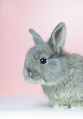 Beautiful baby bunny rabbit looking playfully. Pink background, large copy space