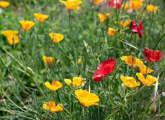 Colourful red, yellow and orange poppies flowering in a summer garden