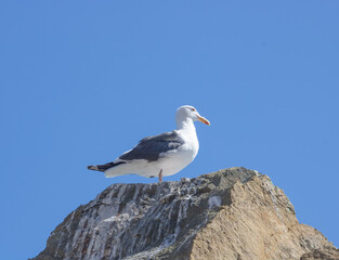 Seagull perched on a rock with blue sky in background