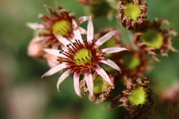 Sempervivum Rojnik sukulent cactus